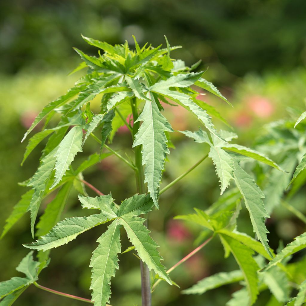 Hibiscus coccineus - Moerashibiscus