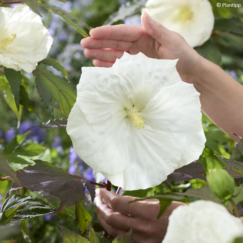 Hibiscus moscheutos Carousel Ghost - Moerashibiscus