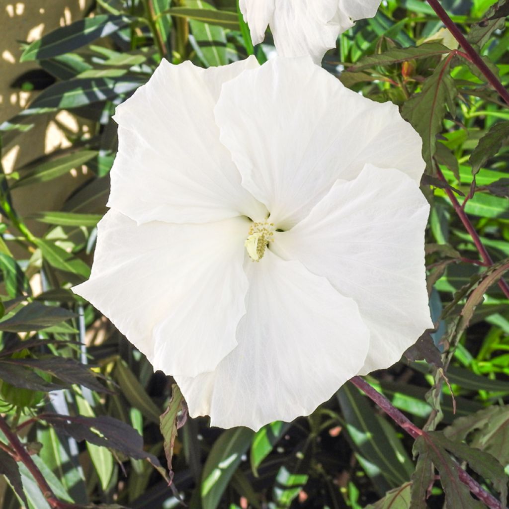 Hibiscus moscheutos Carousel Ghost - Moerashibiscus