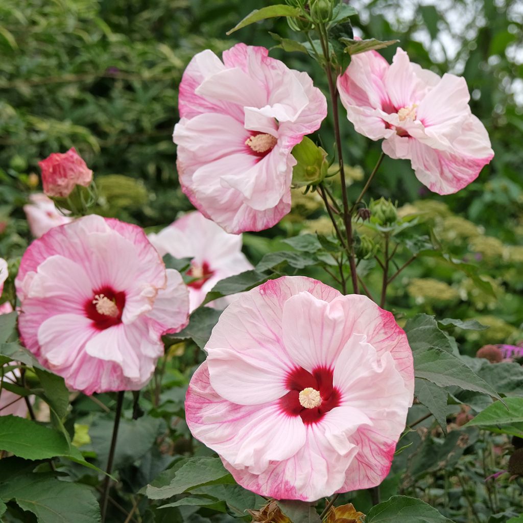 Hibiscus moscheutos Cherry Cheesecake - Moerashibiscus