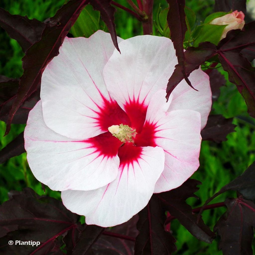 Hibiscus moscheutos Joli Coeur - Moerashibiscus