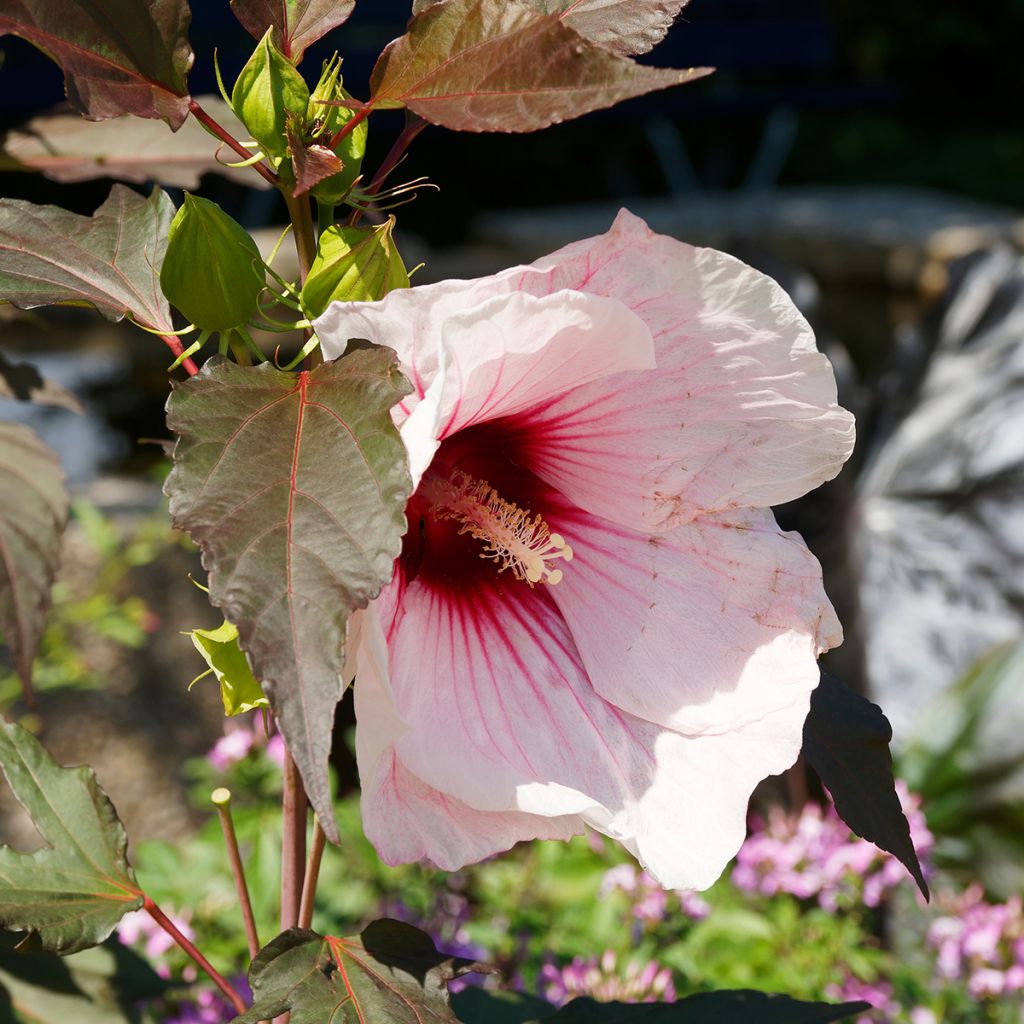 Hibiscus moscheutos Joli Coeur - Moerashibiscus