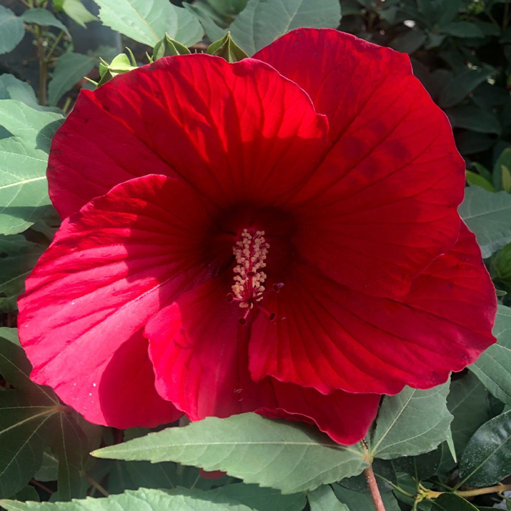 Hibiscus moscheutos Midnight Marvel - Moerashibiscus