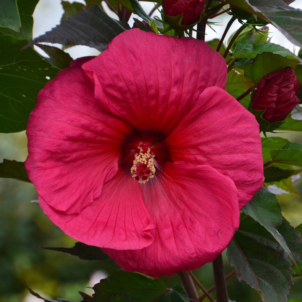 Hibiscus moscheutos Planet Griotte - Moerashibiscus