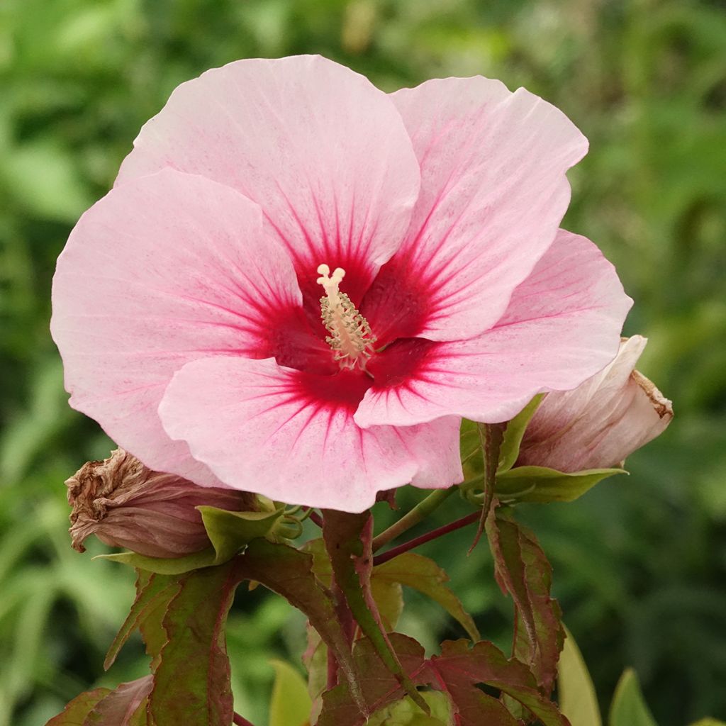 Hibiscus moscheutos Pink Candy - Moerashibiscus