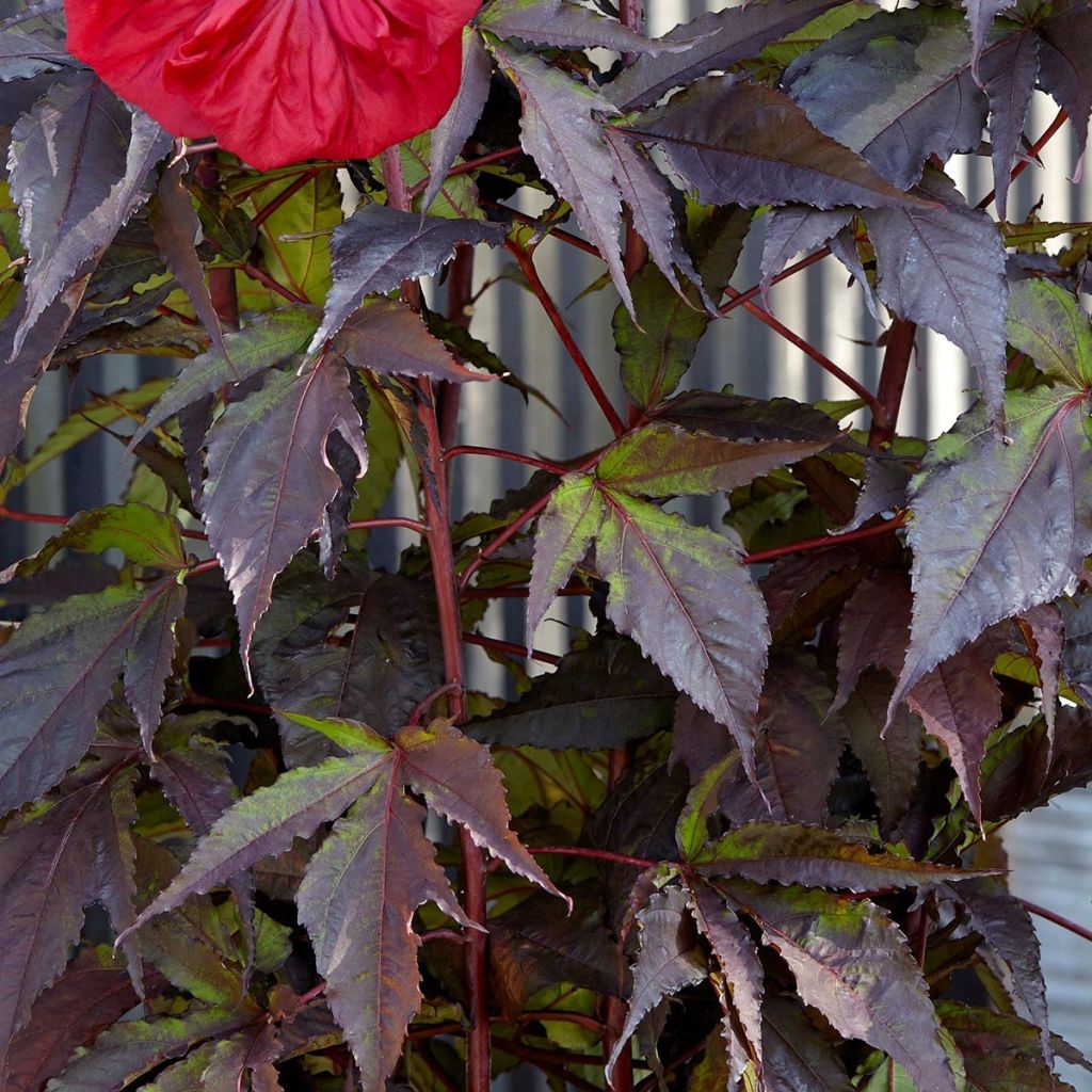Hibiscus moscheutos Red Wine - Moerashibiscus