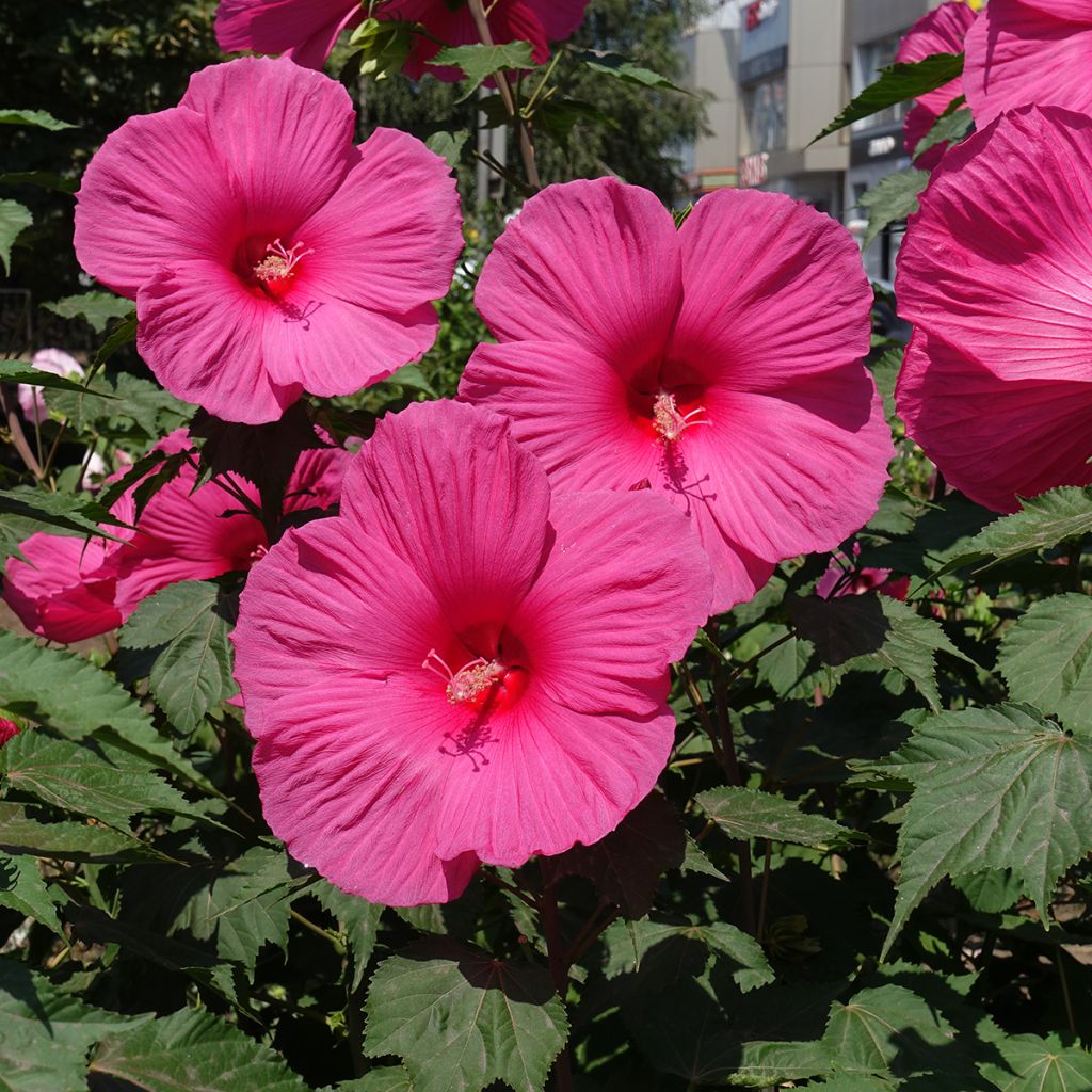 Hibiscus moscheutos Roze - Moerashibiscus