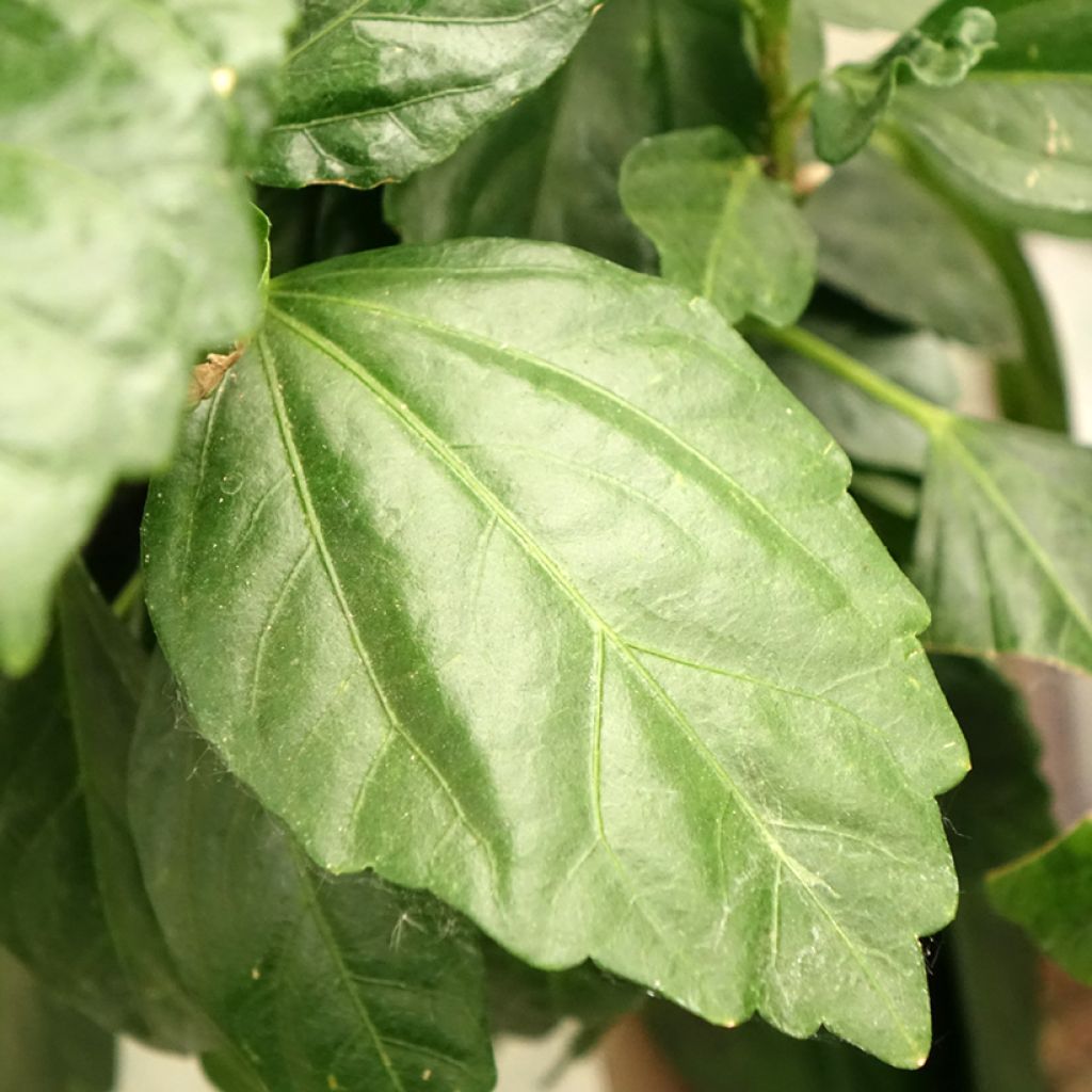 Hibiscus Sunny Cities Premiere Rood - Chinese roos