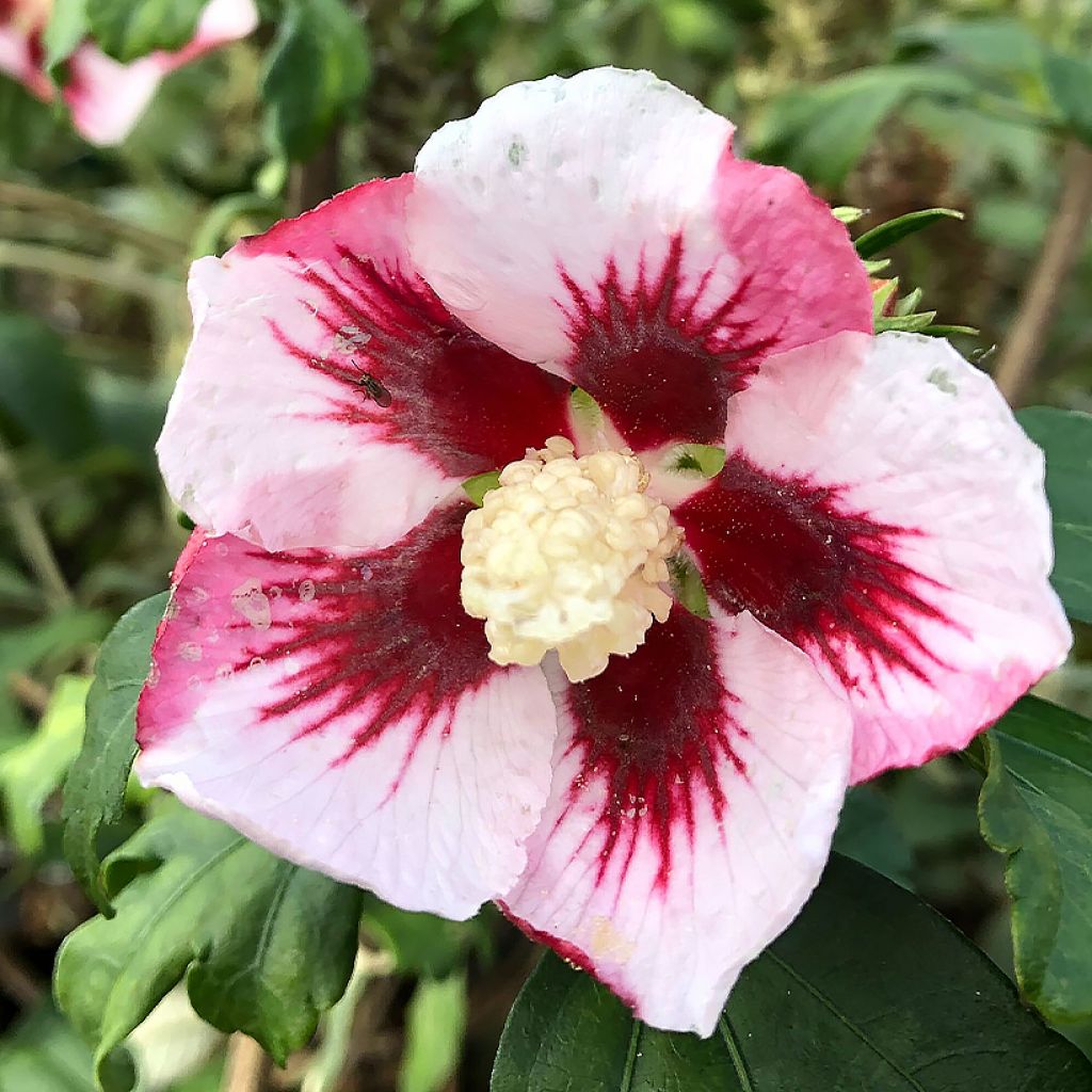 Hibiscus syriacus Hamabo - Tuinhibiscus