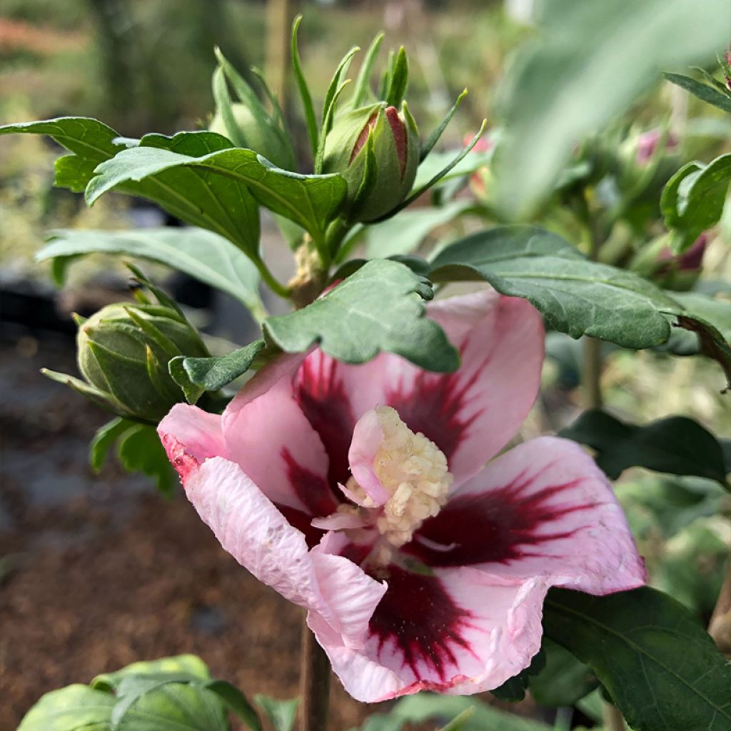 Hibiscus syriacus Hamabo - Tuinhibiscus