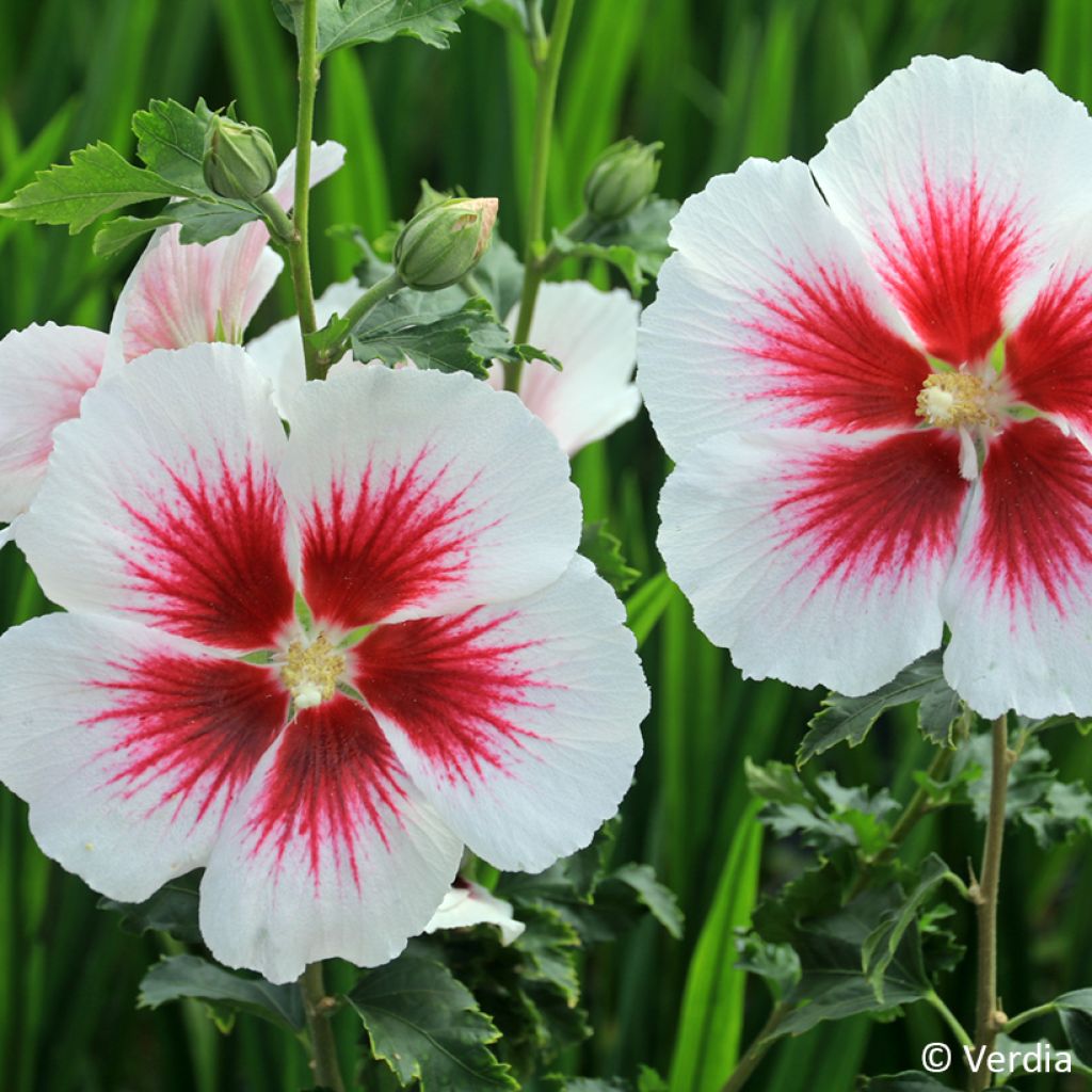 Hibiscus syriacus Blanco - Tuinhibiscus