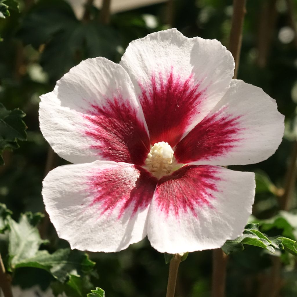 Hibiscus syriacus Blanco - Tuinhibiscus