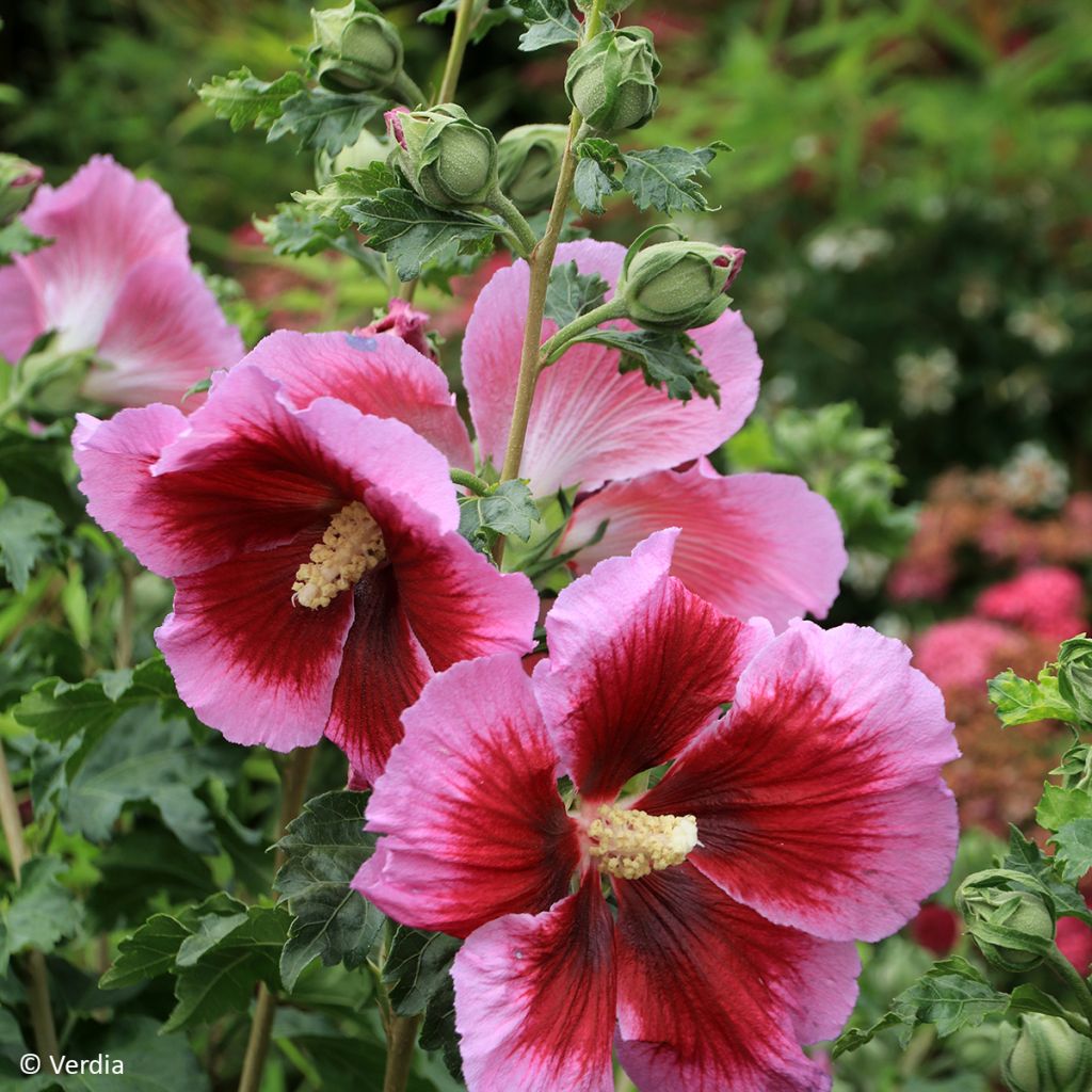 Hibiscus syriacus Hibisa Cocktail - Tuinhibiscus