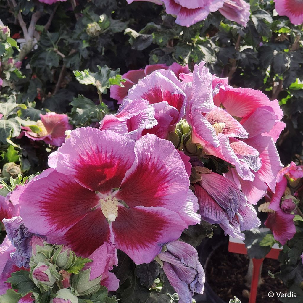 Hibiscus syriacus Hibisa Cocktail - Tuinhibiscus