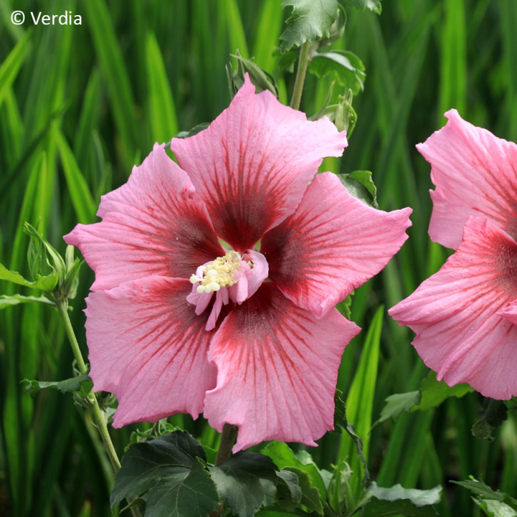 Hibiscus syriacus Hibisa Rosada - Tuinhibiscus