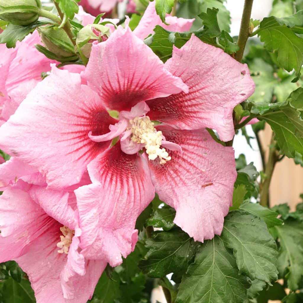 Hibiscus syriacus Hibisa Rosada - Tuinhibiscus