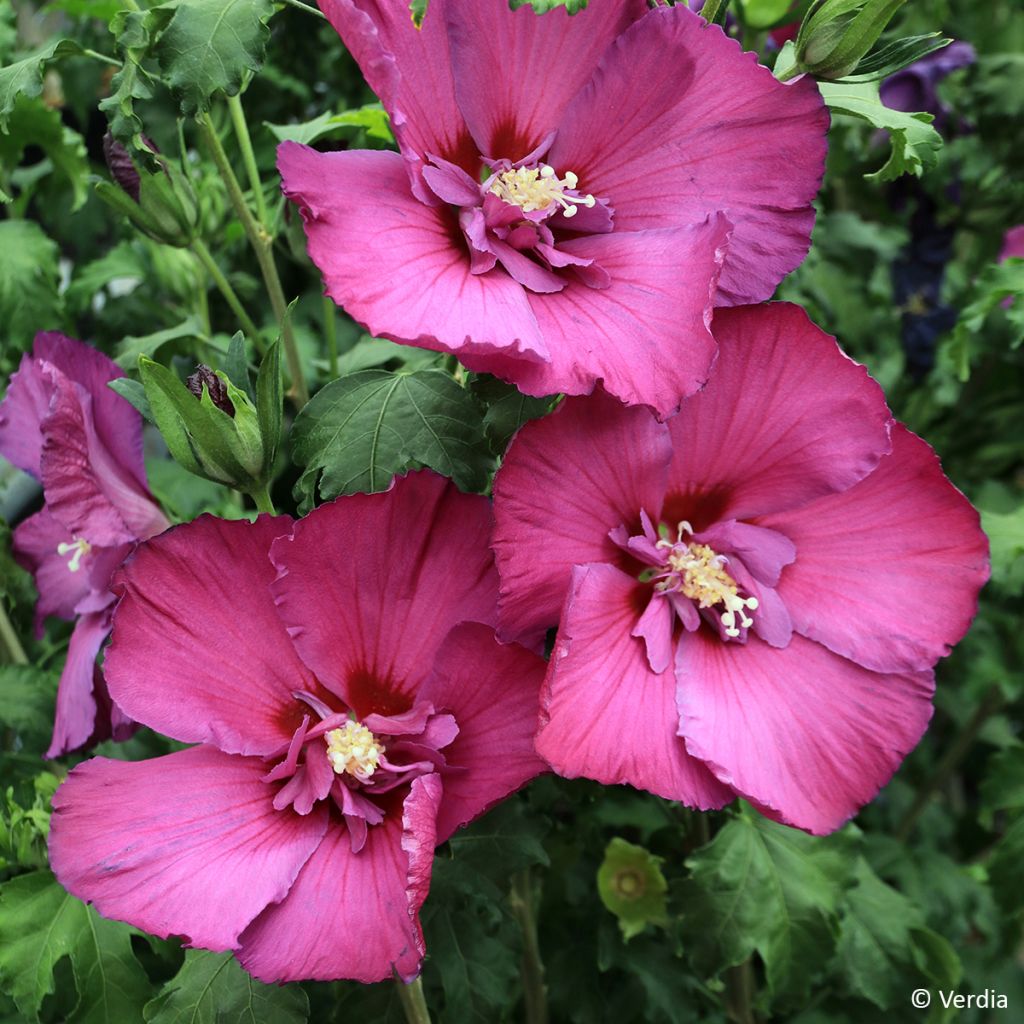 Hibiscus syriacus Sangria - Tuinhibiscus