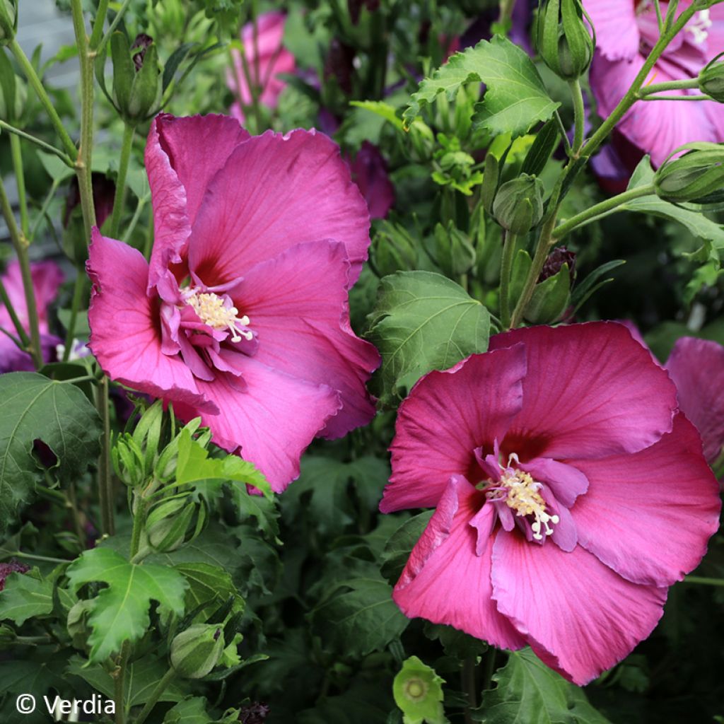 Hibiscus syriacus Sangria - Tuinhibiscus