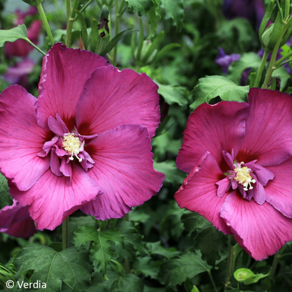 Hibiscus syriacus Sangria - Tuinhibiscus