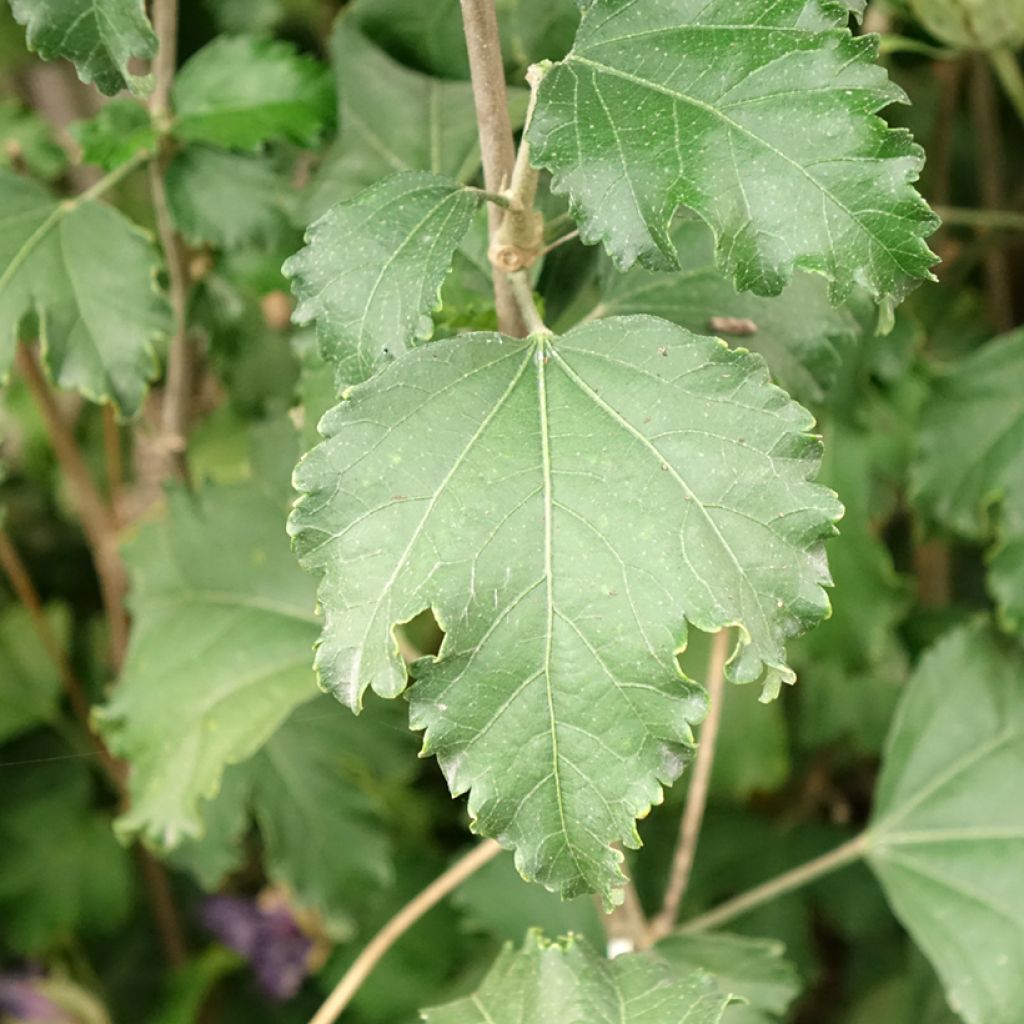 Hibiscus syriacus Sangria - Tuinhibiscus