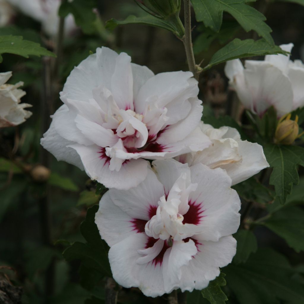 Hibiscus syriacus Lady Stanley - Tuinhibiscus