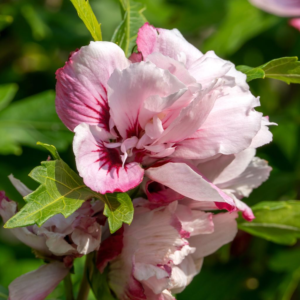 Hibiscus syriacus Lady Stanley - Tuinhibiscus