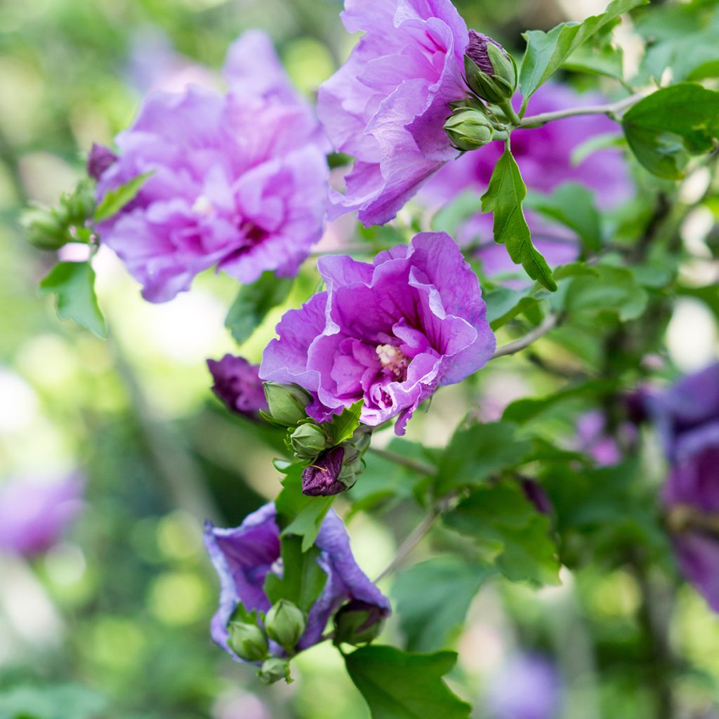 Hibiscus syriacus Lavender Chiffon - Tuinhibiscus
