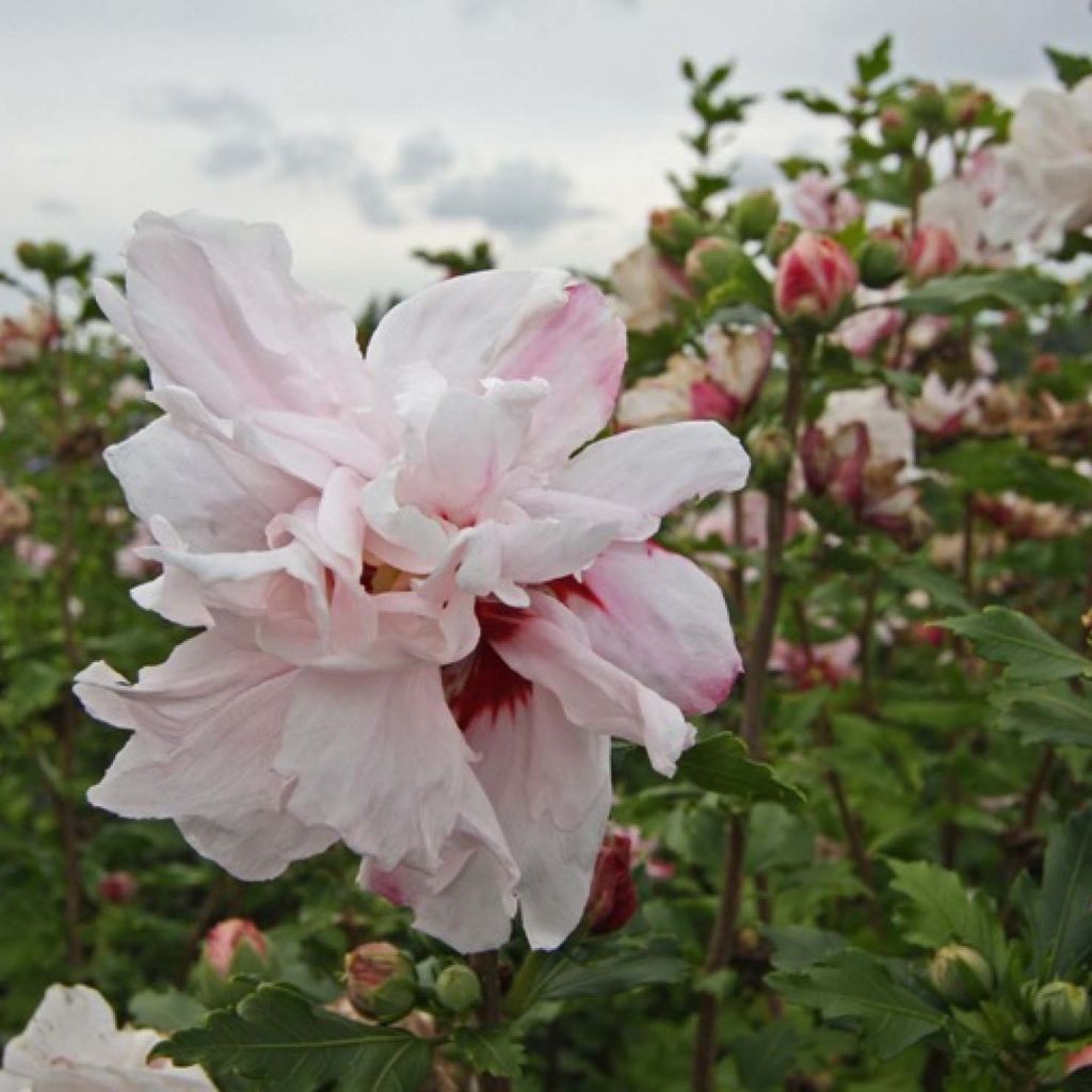 Hibiscus syriacus Leopoldii - Tuinhibiscus