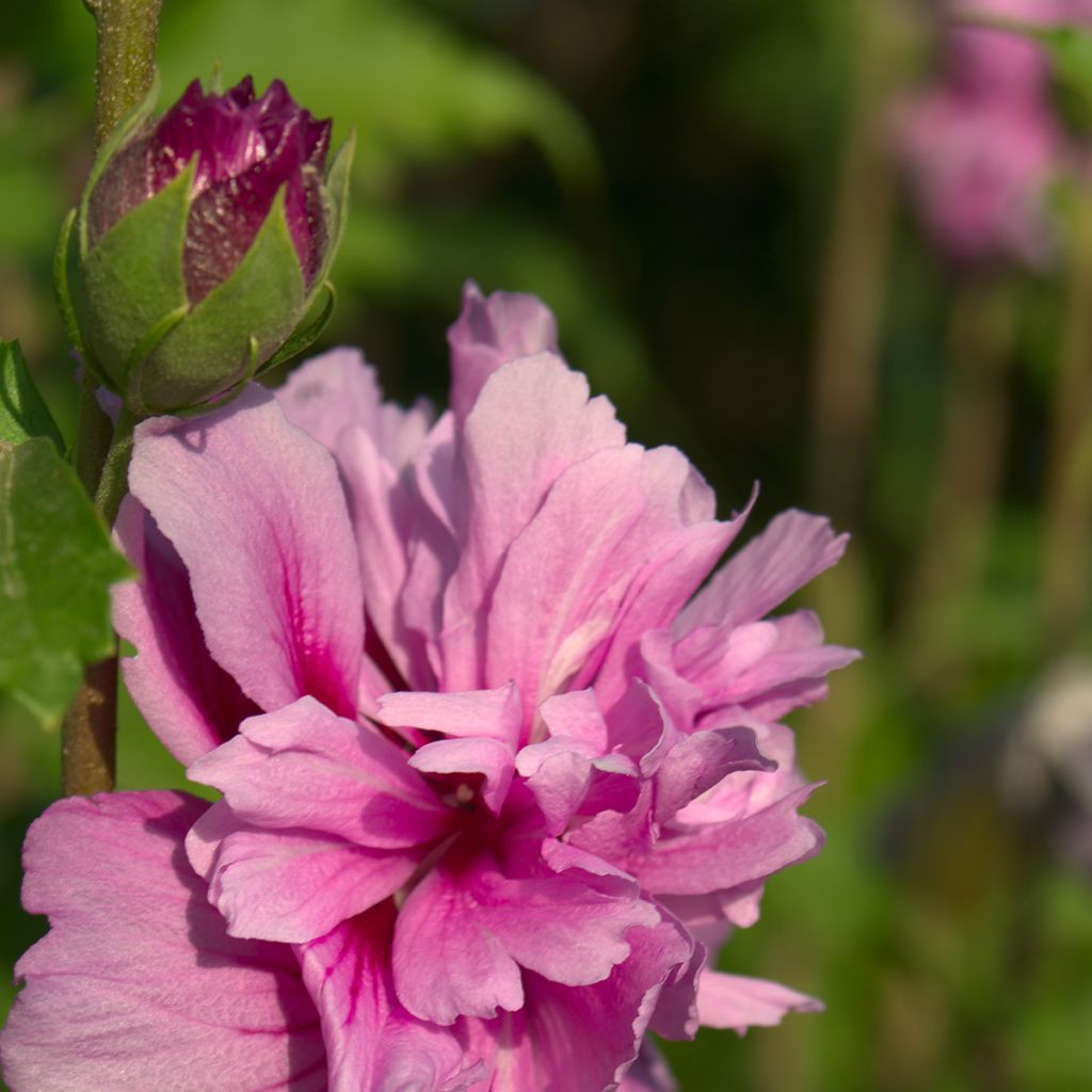 Hibiscus syriacus Magenta Chiffon - Tuinhibiscus