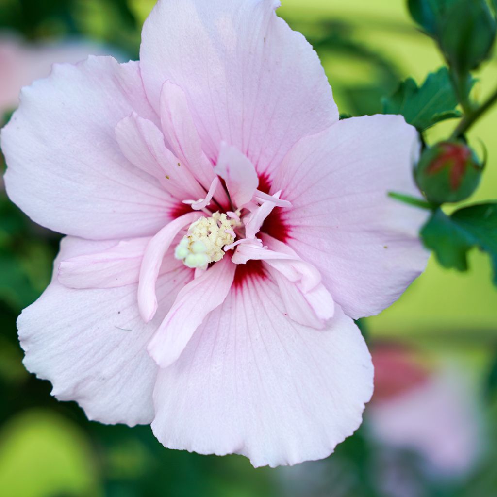 Hibiscus syriacus Pink Chiffon - Tuinhibiscus