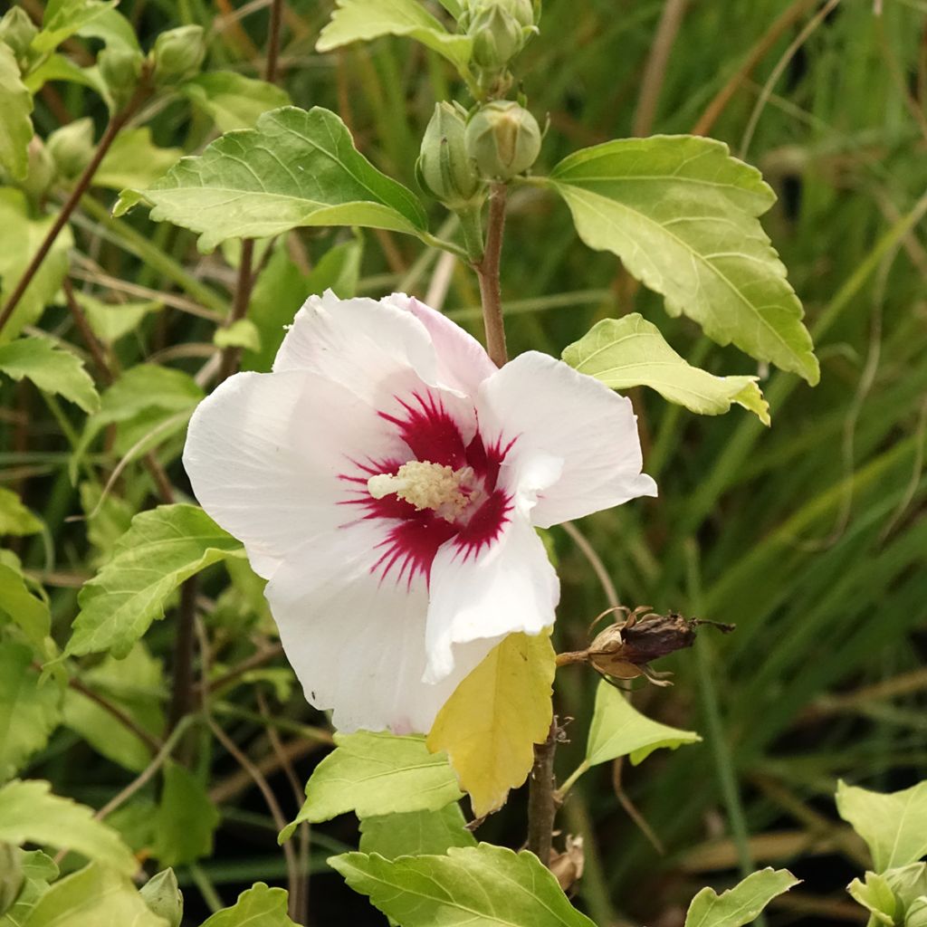 Hibiscus syriacus Shintaeyang - Tuinhibiscus