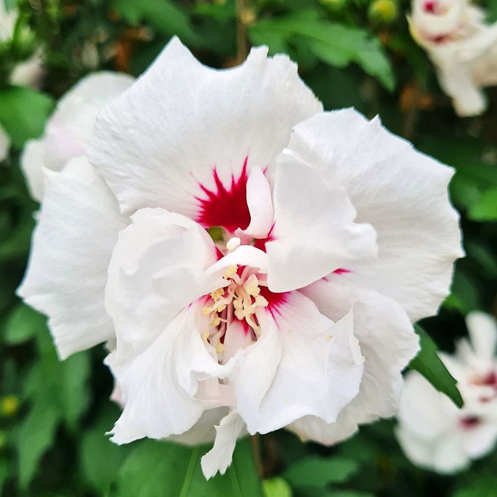 Hibiscus syriacus Speciosus - Tuinhibiscus