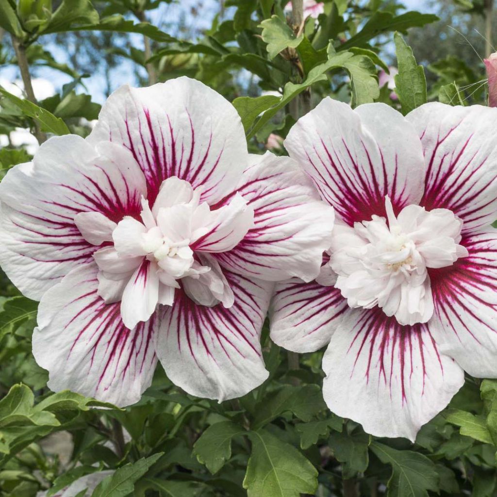 Hibiscus syriacus Starburst Chiffon - Tuinhibiscus