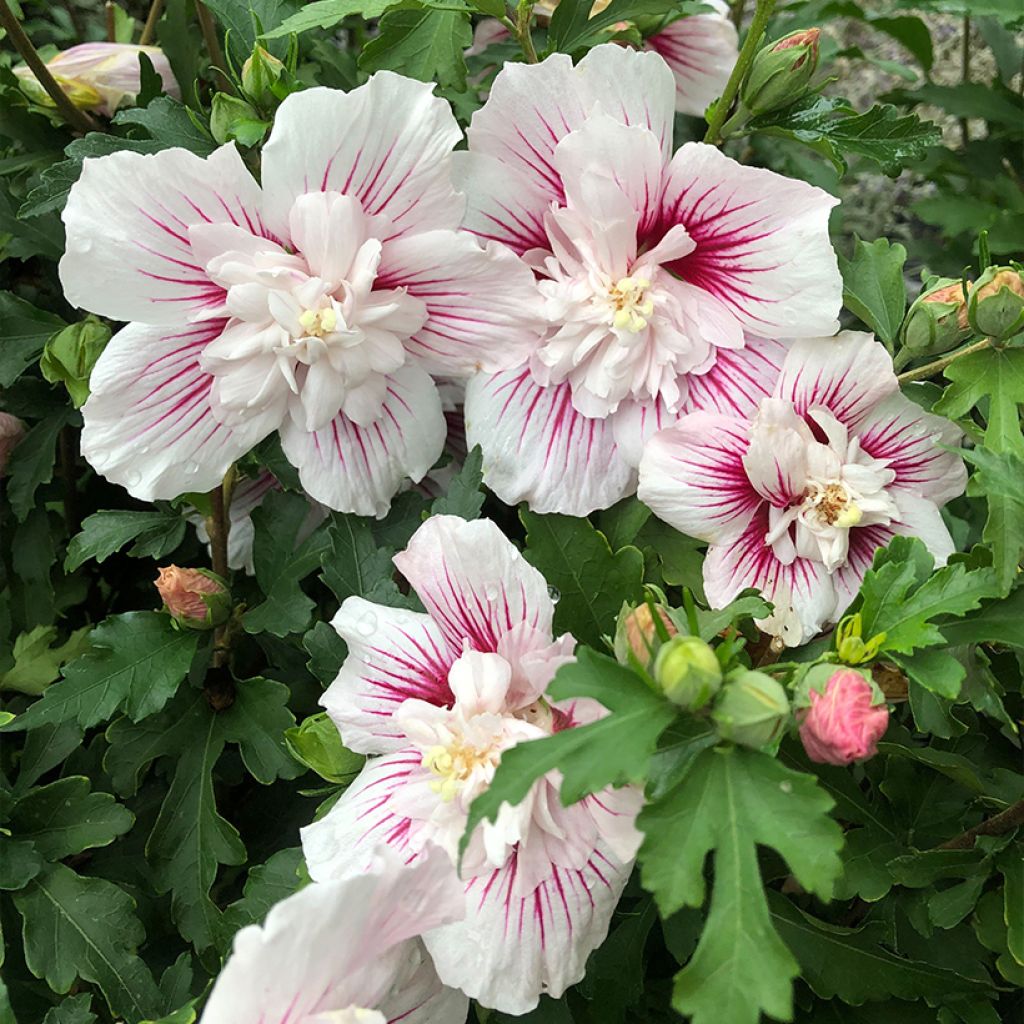 Hibiscus syriacus Starburst Chiffon - Tuinhibiscus