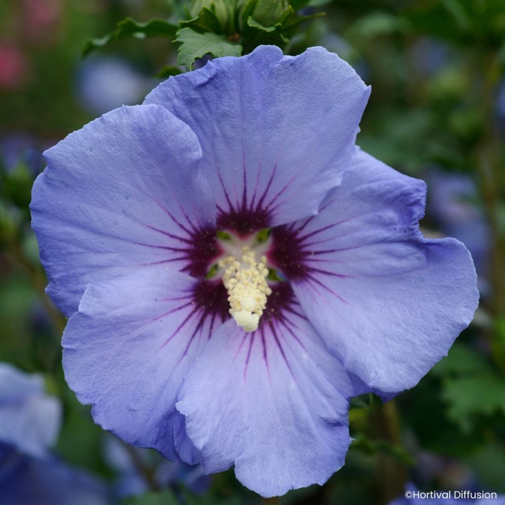 Hibiscus syriacus Sup'Blue - Tuinhibiscus