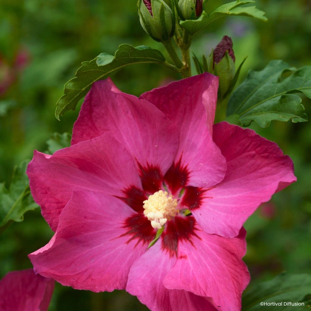 Hibiscus syriacus Sup'Bridge - Tuinhibiscus