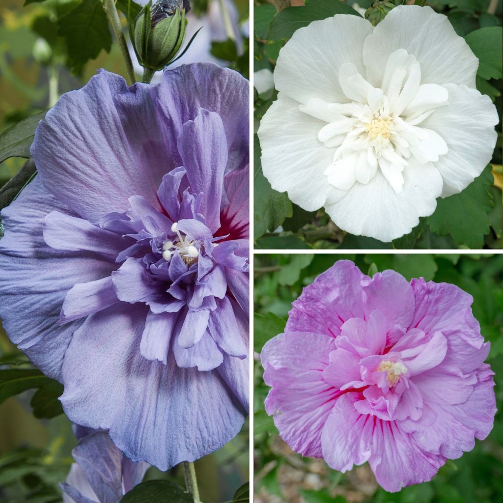 Hibiscus syriacus Three Sisters - Tuinhibiscus