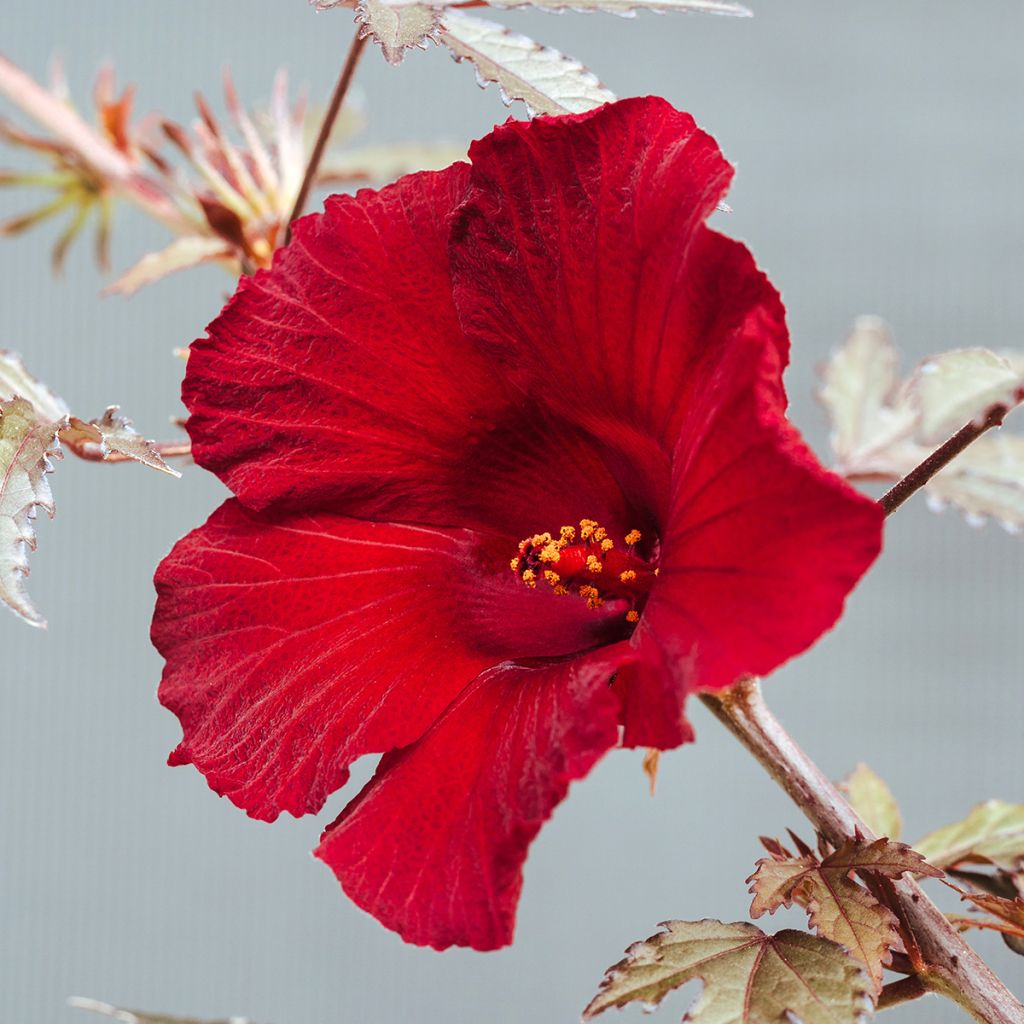Hibiscus acetosella Mahogany Splendor (zaad)