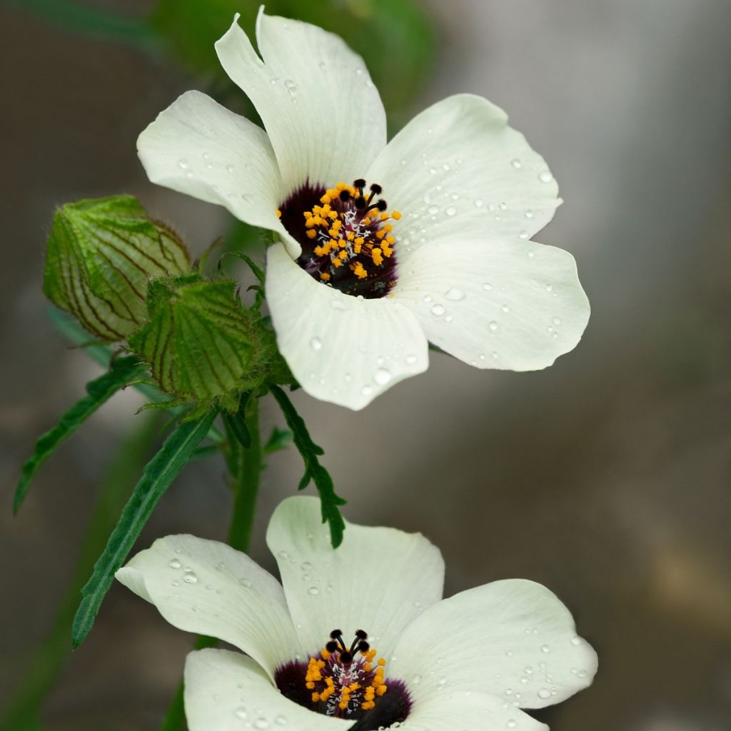 Hibiscus trionum - Drie-urenbloem