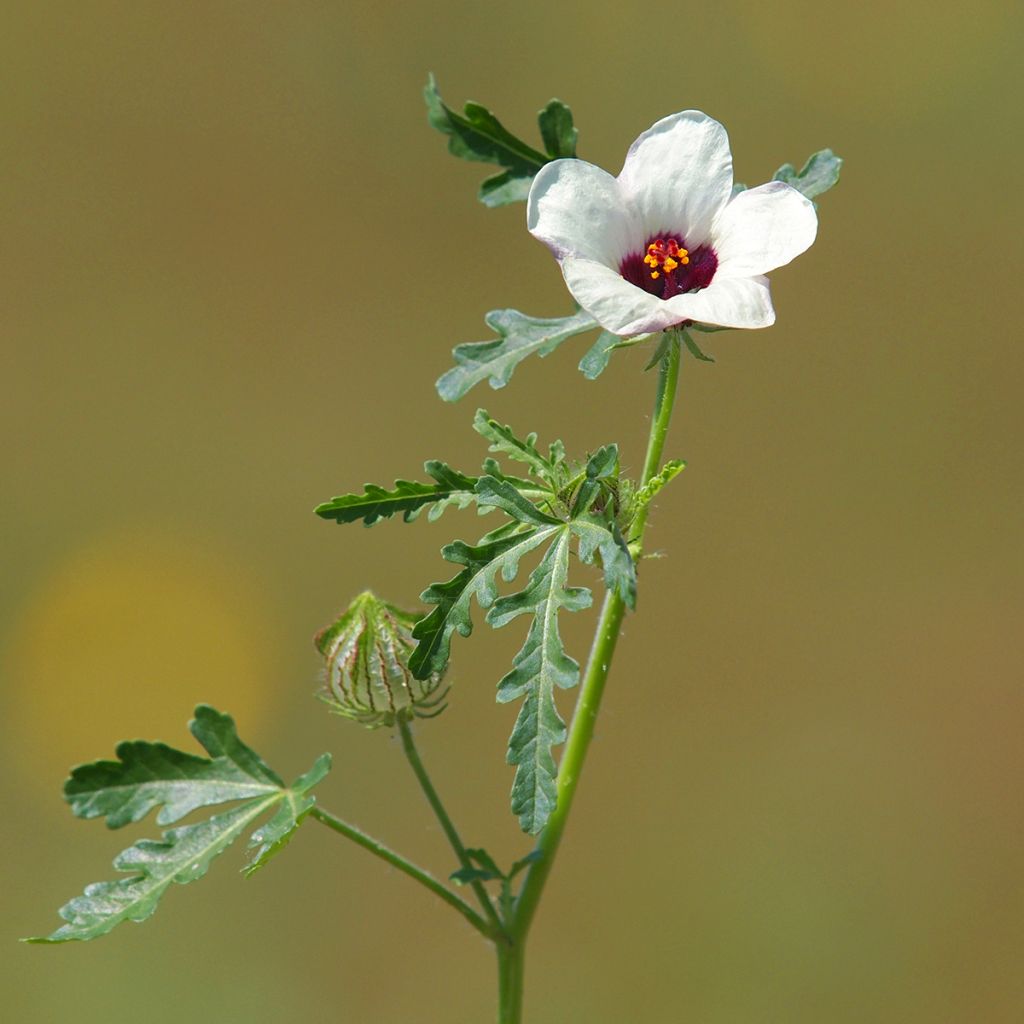 Hibiscus trionum - Drie-urenbloem
