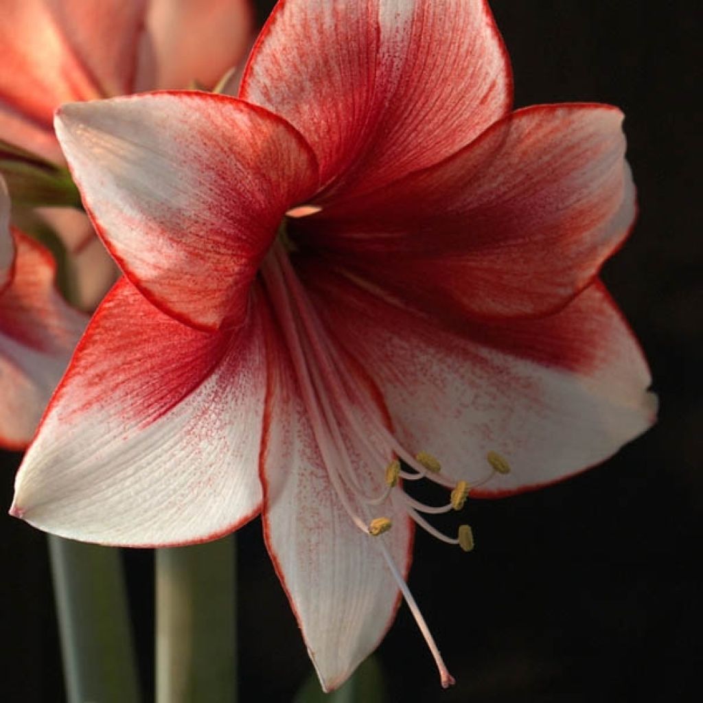Amaryllis Charisma - Hippeastrum