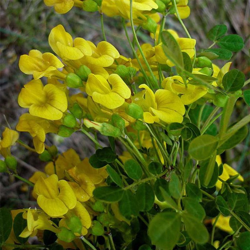 Hippocrepis (Coronilla) emerus - Coronille des jardins.