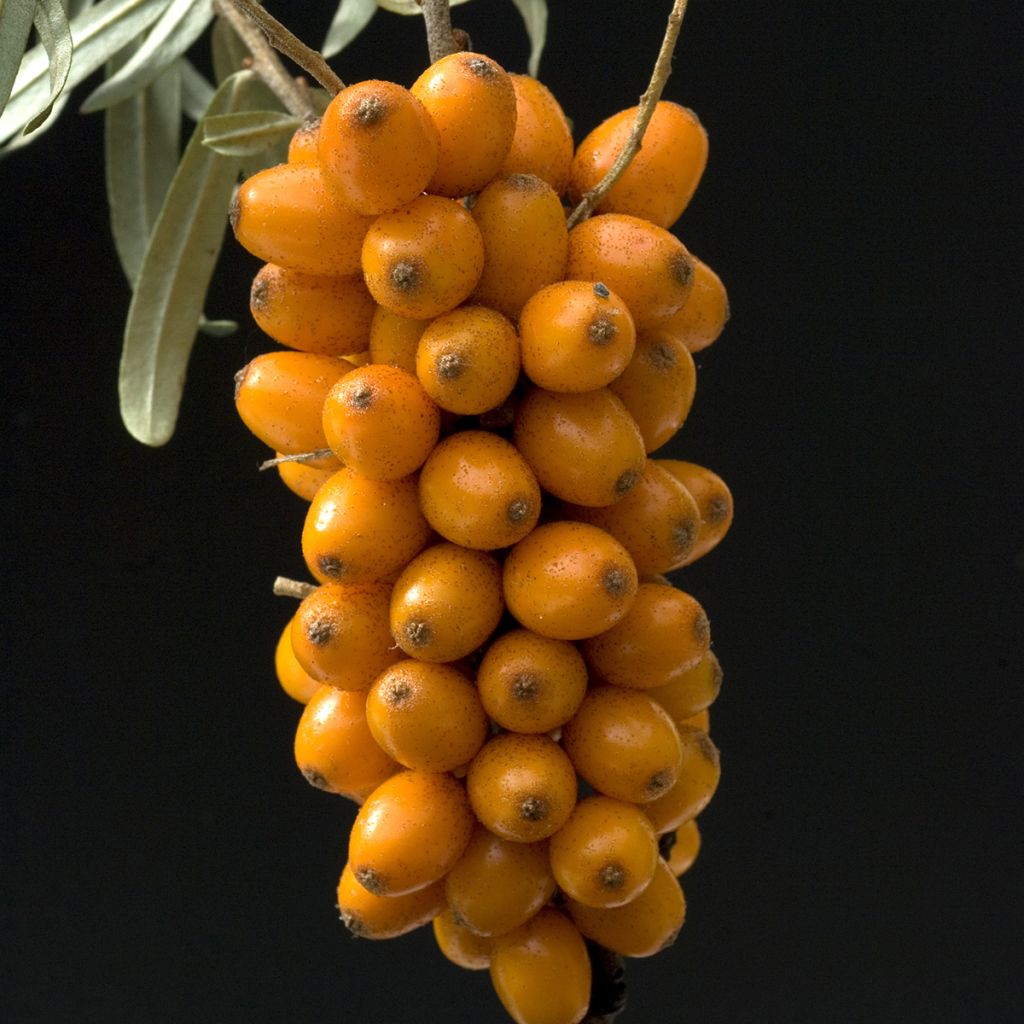 Hippophae rhamnoides Leikora - Duindoorn