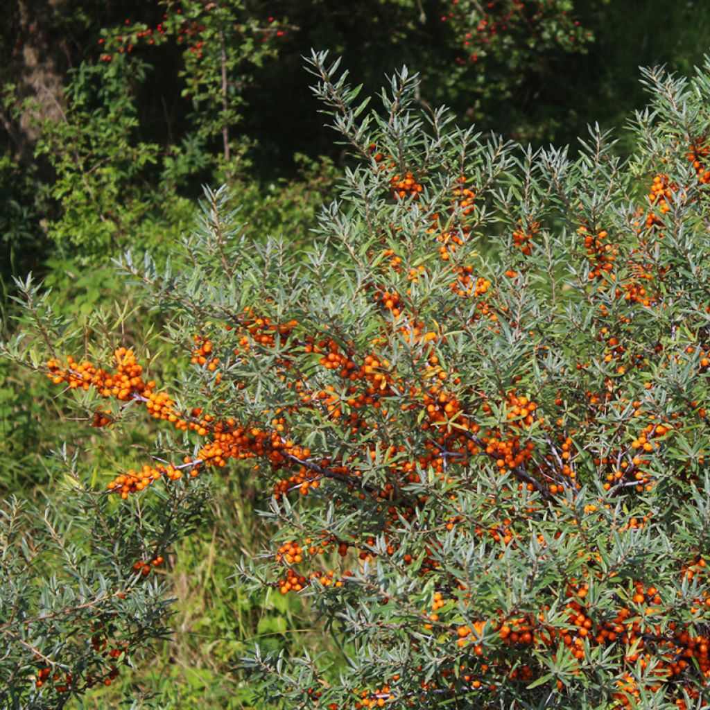 Hippophae rhamnoides Sirola - Duindoorn