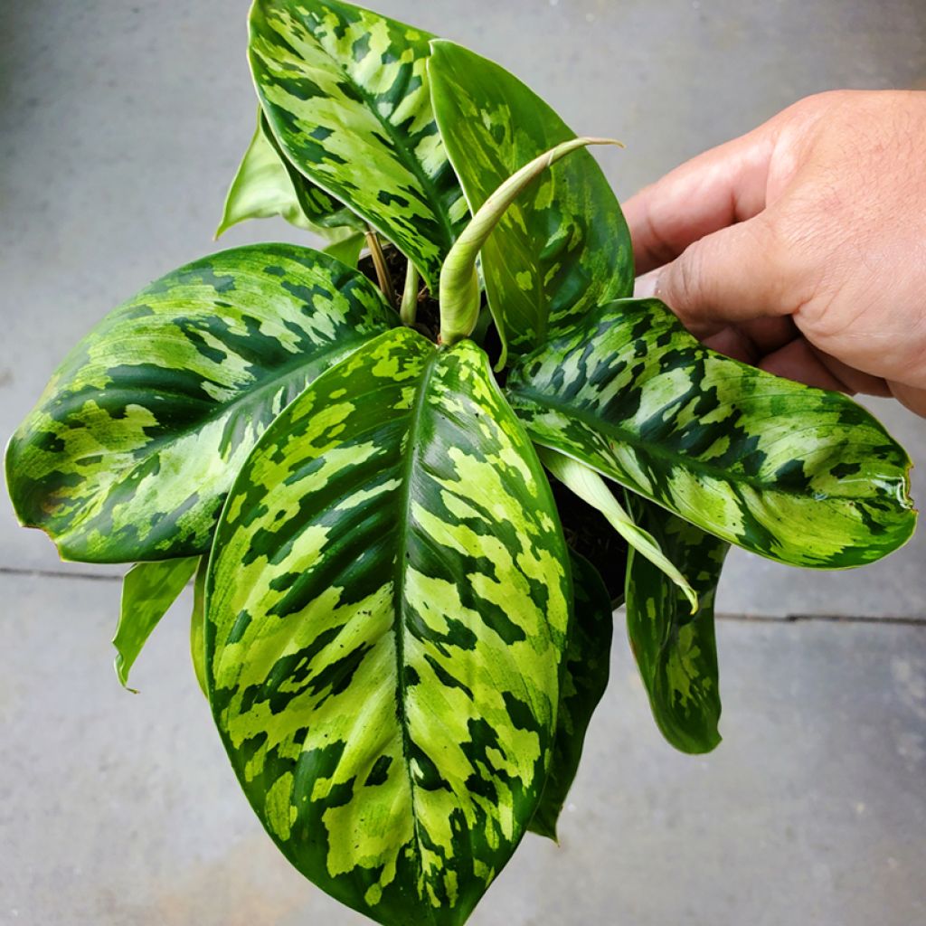 Aglaonema wallisii - Camouflageplant
