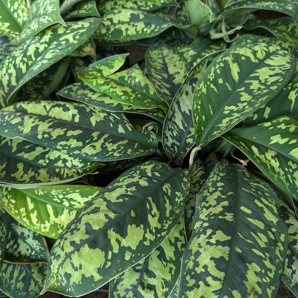 Aglaonema wallisii - Camouflageplant