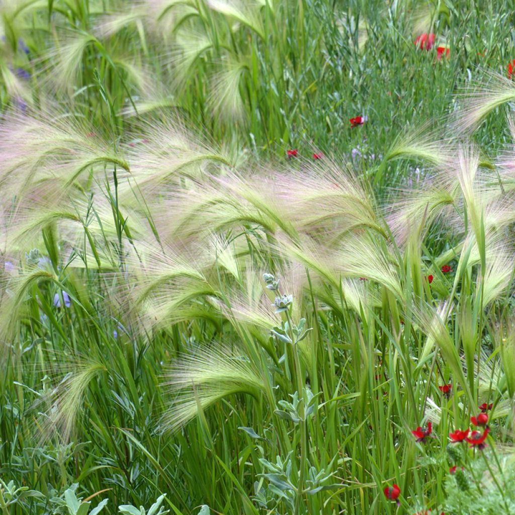 Hordeum jubatum (zaad) - Kwispelgerst
