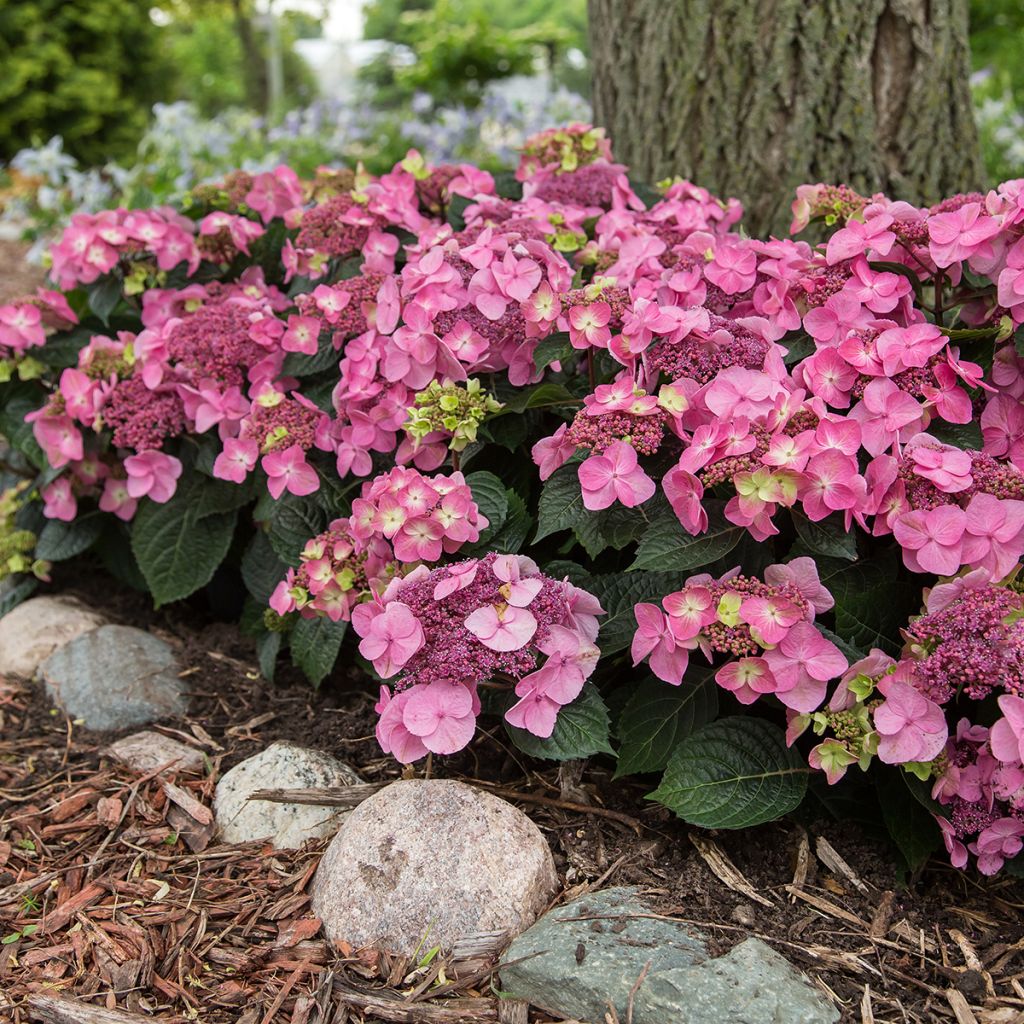 Hydrangea Endless Summer Pop Star (roze) - Bolhortensia