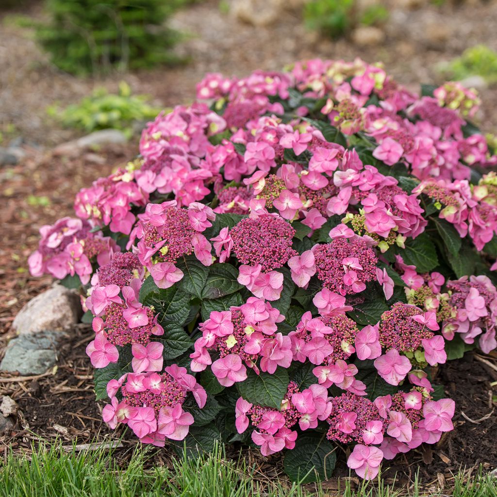 Hydrangea Endless Summer Pop Star (roze) - Bolhortensia