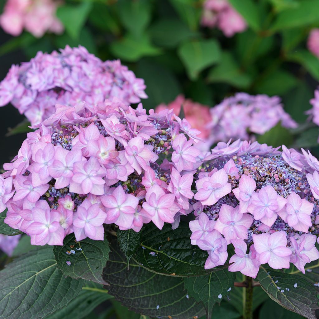 Hydrangea serrata Frozen Smoothie - Berghortensia